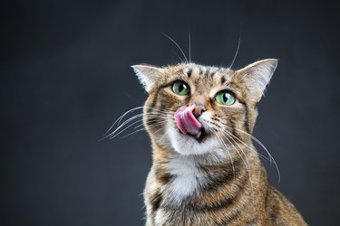 Close up of cat licking lips with dark background