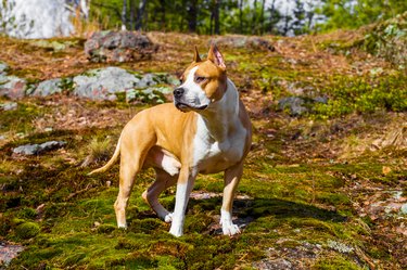 dog american staffordshire terrier in nature in the forest. tinted photo