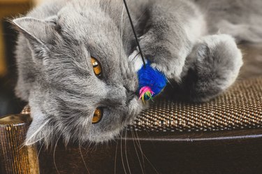 Chartreux cat catching toy