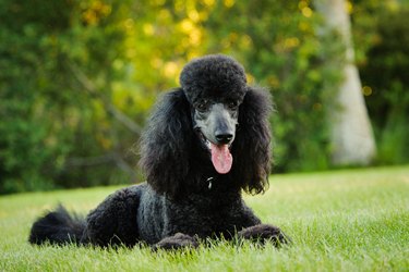 Close-Up Portrait Of A Dog