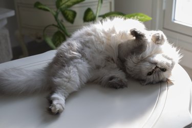 Light colored Persian cat with sunlight flare lying on its back on table and looking at camera