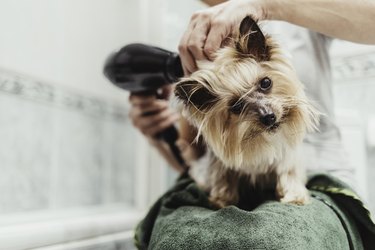 Unrecognizable woman drying her dog with a hair dryer after a bath