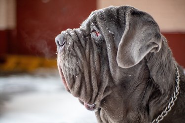 Neapolitan mastiff dog with steam out of mouth