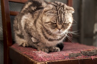 Cat, Scottish Fold, depressed, she sat on an old, scratched chair and looks sadly in the spring sunshine.
