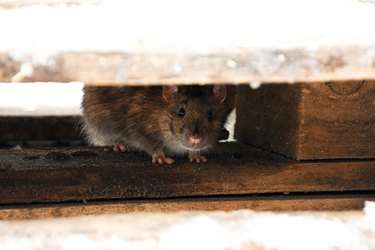 rat hides under wooden planks and looks out