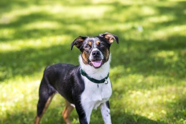 Smiling Dog on the Green Grass