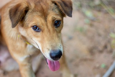 Closeup of a brown and white dog's face