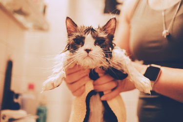 The owner is holding a kitten that has just taken a bath