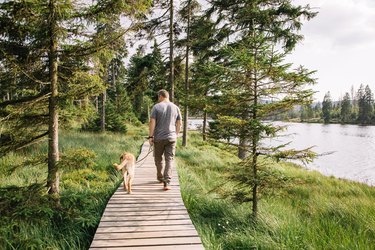 A man with a dog labrador retriever walks through the forest and enjoys nature. Hiking with dogs