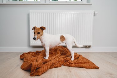 Dog at home sitting near a radiator and on a blanket.