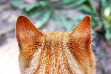 Cat. Ginger cat. Rear view of a cat