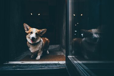 dog staying at front door
