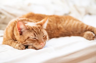 Cute ginger cat sleeps on the bed