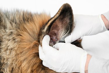 Close up shot of a veterinarian in white medical gloves checking old German Shepherd dog's ear.