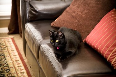 Black cat on couch