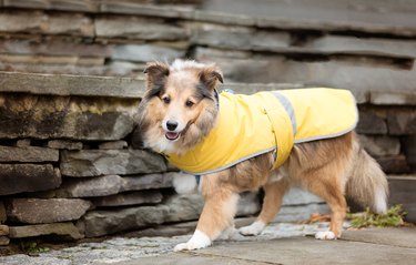 Sheltie dog wearing a raincoat in the park