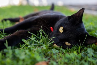 145 Black Cat Names for Males and Females - Good Names for Black Cats