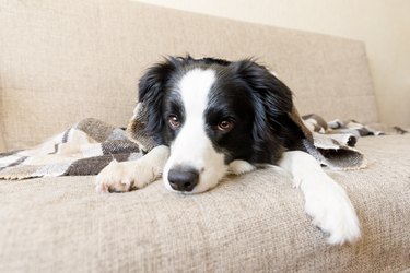 Border collie laying on a couch under a blanket.