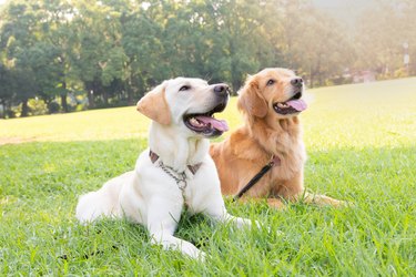 Two dogs, Labrador retriever and Golden retriever, sitting side by side in grass field