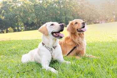 Are citronella dog collars cruel?