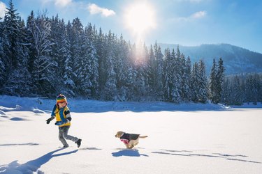 Golden retriever puppy dog running after boy