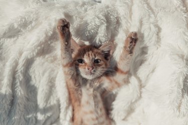 Sleeping fluffy ginger cat. Sleepy tomcat on white soft bedspread. Cozy home background with funny pet.