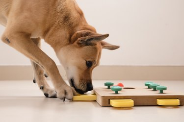 Puzzle Toys to Keep Your Dog Mentally Stimulated