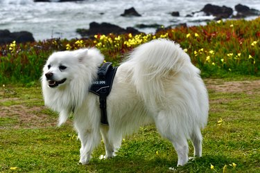 Beautiful white dog wearing Service Dog vest at ocean park