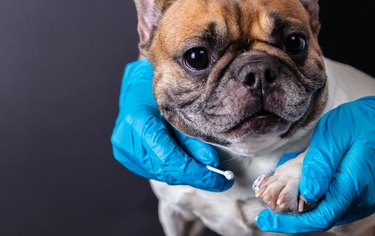 veterinarian medicine on wound paw