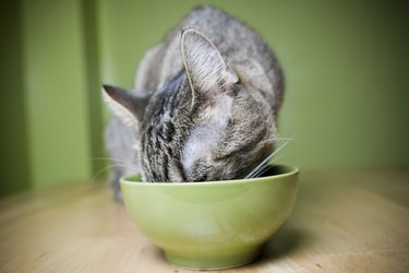 Small gray cat is eating out of a green bowl