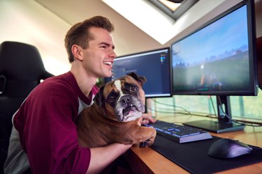 Man With Pet French Bulldog Gaming At Home Sitting At Desk With Multiple Monitors