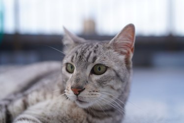 Close-up of an Egyptian mau cat.