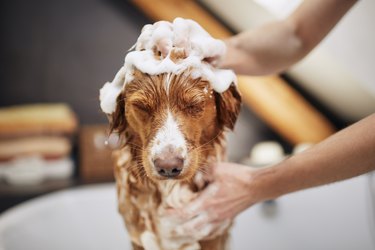 is it safe to bathe a pregnant dog