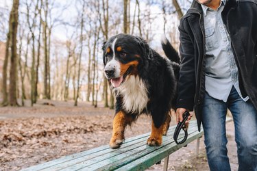 Cropped photo of man owner in warm dark jacket, walking  Bernese mountain dog, footpath on wooden green bench, tranquil and calm spending time in the public park. Active lifestyle, joying. Cold spring