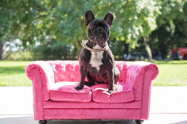 French Bulldog Sits on Small Sofa