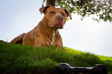 Golden Pitbull lying on the grass