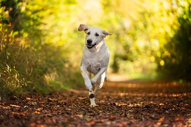 Golden Labrador running in Autumn Woodland