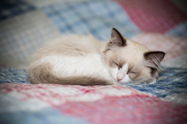 Ragdoll kitten sleeping on a red and blue patchwork quilt