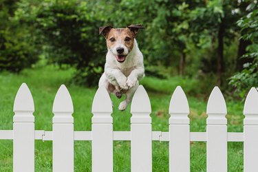 Cute happy dog jumping over fence of back yard to greet owner