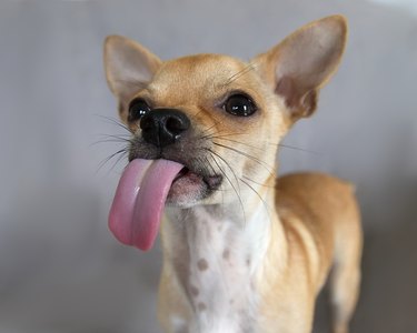 A tan Chihuahua dog with pointy ears is sticking its tongue out.