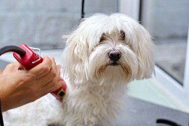Cute Maltese Dog at the groomer