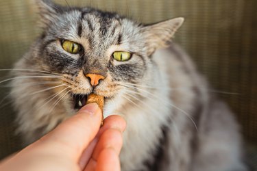 Gray domestic cat eats pet treats with vitamin supplements