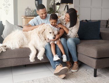 Young couple bonding with their young son and large white fluffy dog on the couch at home.