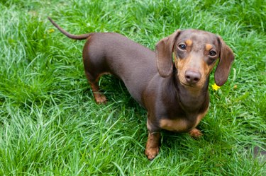 are piebald dachshunds rare