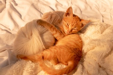 Small white red kitten sleeps with a ball of white threadon a soft blanket in the sunlight. The kitten played and fell asleep