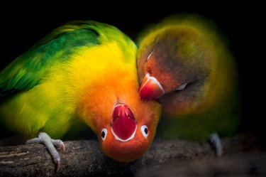 Two colorful birds