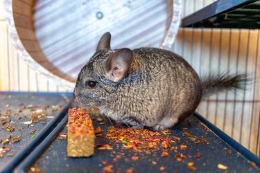 a large gray chinchilla sits in a cage and eats a herbal stick