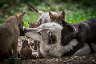 An adult wolf lays on her side with five wolf pups nuzzling her