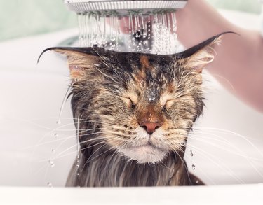 Wet cat in bath