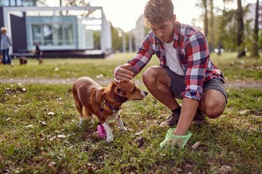 A young guy is cleaning up a poop after his dog while walking in the park. Friendship, walk, pets